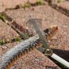  SELLERY Snake Tongs (1.28m) 